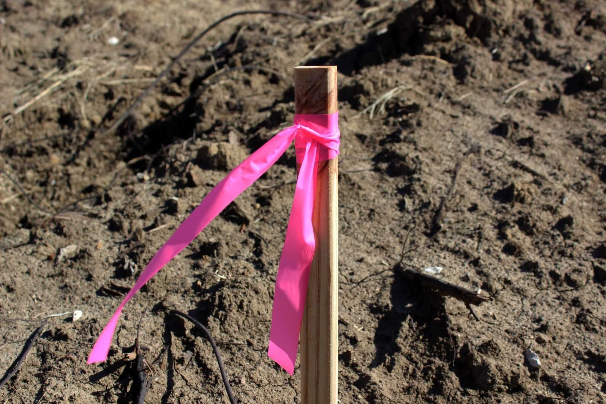 Presco Texas Flagging Tape PVC 1-3/16in x 150ft - in use field2 - Pink Glo TXPG